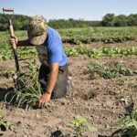 U.S. Government Shutdown Leaves Farmers and Traders ‘Flying Blind’ as Key Market Data Goes Dark
