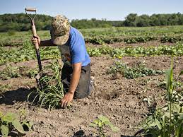 U.S. Government Shutdown Leaves Farmers and Traders ‘Flying…