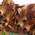 India’s Dairy and Livestock Sector Receives ₹947 Crore Boost to Promote Self-Reliance