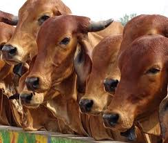 India’s Dairy and Livestock Sector Receives ₹947 Crore…