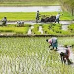 India Plans Over 15% Increase in Agricultural Budget for 2025-26