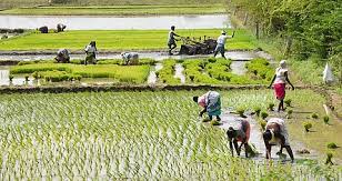 India Plans Over 15% Increase in Agricultural Budget…