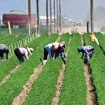 California’s Agriculture Sector Bolsters State Economy with $59 Billion Contribution