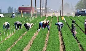 California’s Agriculture Sector Bolsters State Economy with $59 Billion Contribution