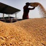 Centre to Distribute Free Certified Wheat Seeds to Punjab Farmers