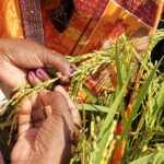 Global Rice Leaders Convene in Varanasi to Promote Climate-Smart Agriculture