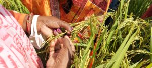 Global Rice Leaders Convene in Varanasi to Promote&hellip;