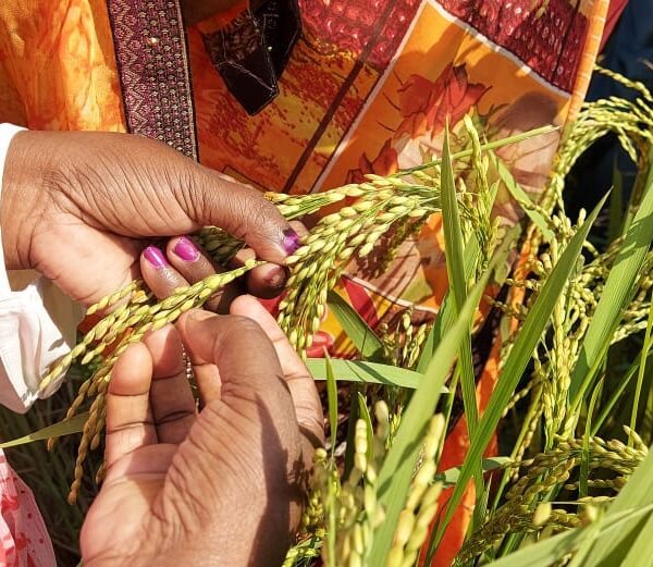 Global Rice Leaders Convene in Varanasi to Promote&hellip;