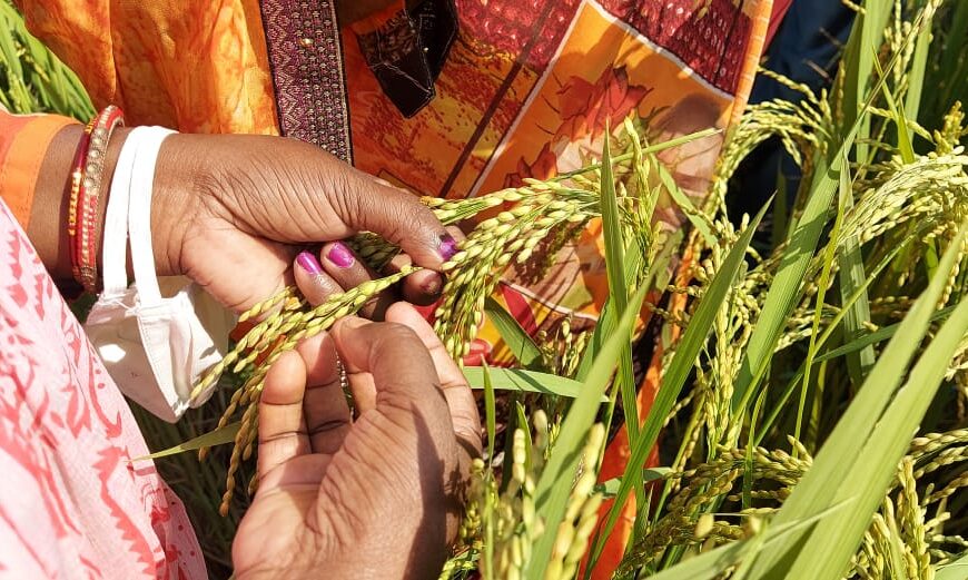 Global Rice Leaders Convene in Varanasi to Promote Climate-Smart Agriculture