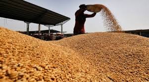 Centre to Distribute Free Certified Wheat Seeds to…