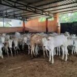 India’s Animal Agriculture Faces Challenges Amid Feed Shortages and Low Productivity