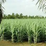 Vasantdada Sugar Institute Doubles AI Subsidy for Sugarcane Farmers