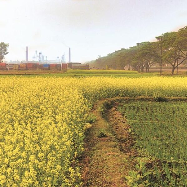 Rajasthan Farmers Shift to Mustard and Gram for&hellip;