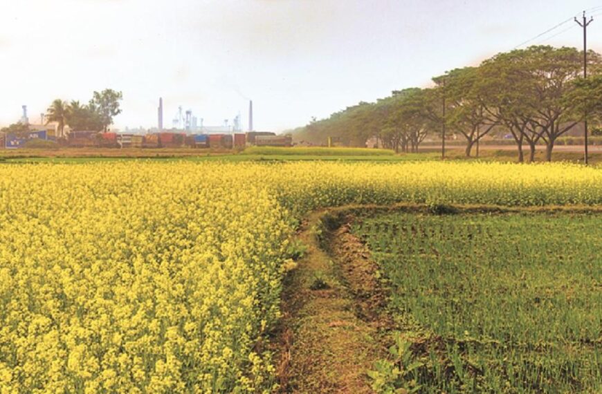 Rajasthan Farmers Shift to Mustard and Gram for…