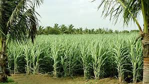 Vasantdada Sugar Institute Doubles AI Subsidy for Sugarcane…