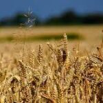 Russia Resumes Wheat Exports to Indonesia After Temporary Halt