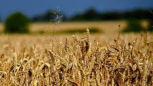 Russia Resumes Wheat Exports to Indonesia After Temporary…