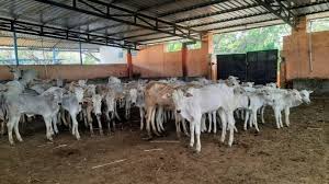 India’s Animal Agriculture Faces Challenges Amid Feed Shortages…