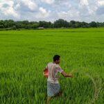 Chhattisgarh Sets Paddy Procurement Price at ₹3,100 per Quintal for 2025–26 Season