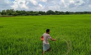Chhattisgarh Sets Paddy Procurement Price at ₹3,100 per&hellip;