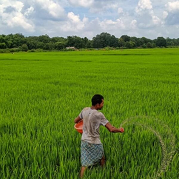 Chhattisgarh Sets Paddy Procurement Price at ₹3,100 per…