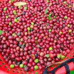 Brazil Set to Boost Robusta Coffee Production, Challenging Vietnam’s Lead