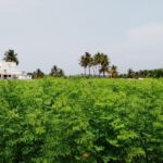 Moringa Farming Transforms Local Woman’s Life in Lucknow