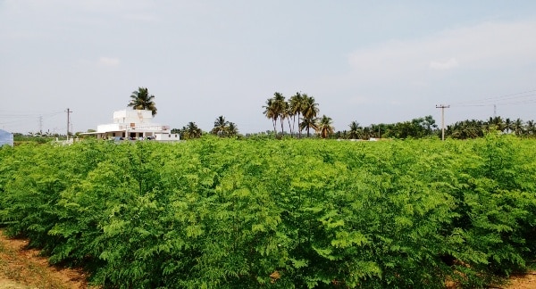 Moringa Farming Transforms Local Woman’s Life in Lucknow