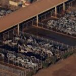 Brazil’s Beef Exports Surge to China Amid U.S. Tariff Impact