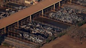 Brazil’s Beef Exports Surge to China Amid U.S.…