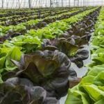 Mexico’s Agricultural Sector Shows Steady Growth and Strong Diversity