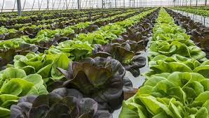 Mexico’s Agricultural Sector Shows Steady Growth and Strong…