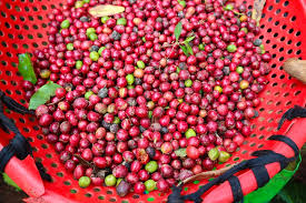 Brazil Set to Boost Robusta Coffee Production, Challenging…