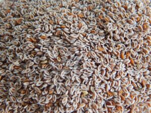 Isabgol Seed Procurement to Halt Amid GST Ambiguity,&hellip;