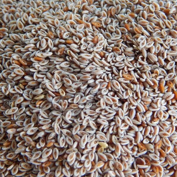 Isabgol Seed Procurement to Halt Amid GST Ambiguity,…