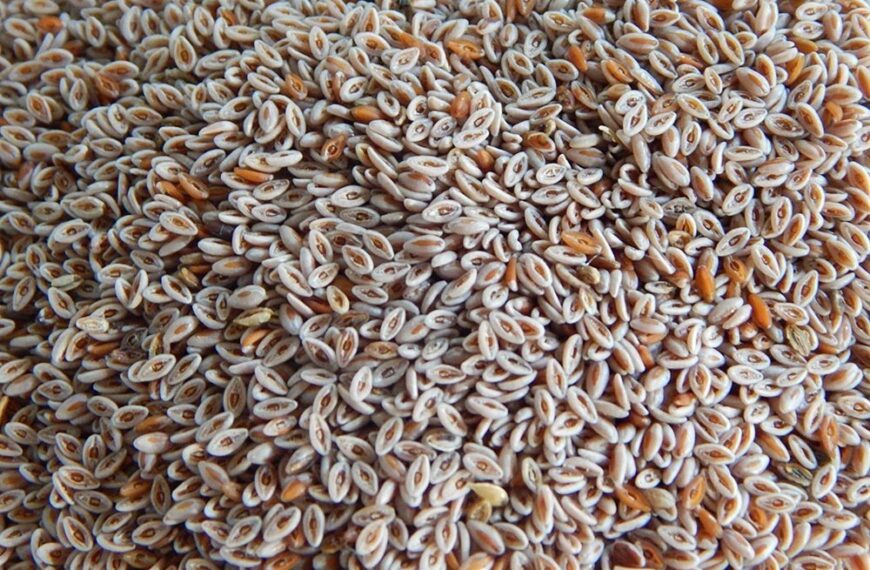 Isabgol Seed Procurement to Halt Amid GST Ambiguity,…