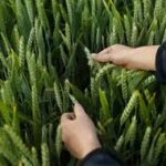 Bayer Plans 2028 Launch of Icafolin Herbicide in Australia