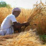 Over 3.25 Lakh Cotton Farmers in Maharashtra Register for MSP Procurement
