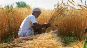 Over 3.25 Lakh Cotton Farmers in Maharashtra Register&hellip;