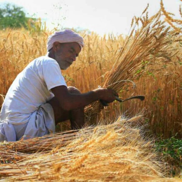 Over 3.25 Lakh Cotton Farmers in Maharashtra Register…