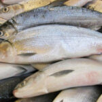India’s Frozen Fish and Shrimp Exports Rebound with 19% Growth