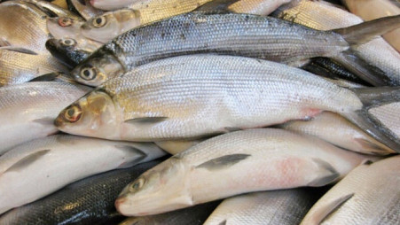 India’s Frozen Fish and Shrimp Exports Rebound with…