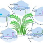 CRISPR Technology Driving Transformative Advances in Agriculture