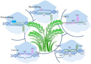 CRISPR Technology Driving Transformative Advances in Agriculture