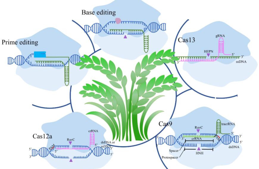 CRISPR Technology Driving Transformative Advances in Agriculture