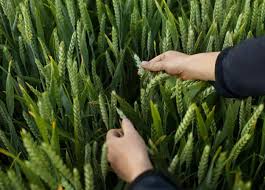 Bayer Plans 2028 Launch of Icafolin Herbicide in Australia