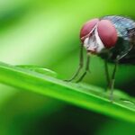Screwworm Detection Near Texas Border Triggers Emergency Response