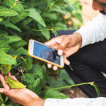 AI-Powered Mobile App Helps Farmers Detect Paddy Diseases Early