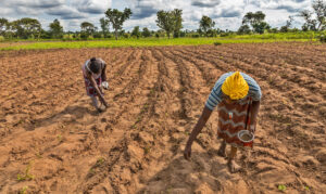 National Women Farmers’ Day Highlights Gender Gaps in…
