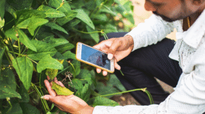 AI-Powered Mobile App Helps Farmers Detect Paddy Diseases&hellip;